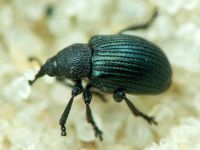 Omphalapion hookerorum