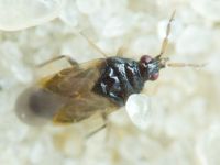 Anthocoridae