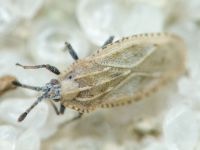 Tingis (Tingis) grisea