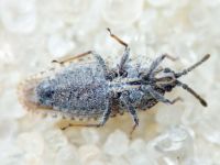 Tingis (Tingis) grisea