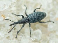 Ceratapion (Echinostroma) penetrans