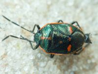 Eurydema (Eurydema) oleracea