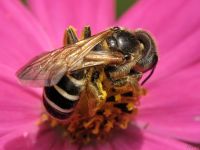 Hymenoptera