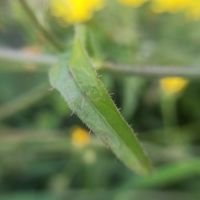 Picris hieracioides