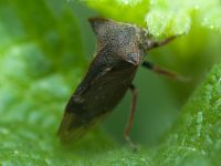 Centrotus cornutus