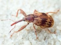 Anthonomus (Furcipus) rectirostris