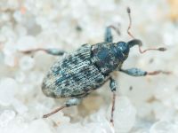 Coryssomerus capucinus