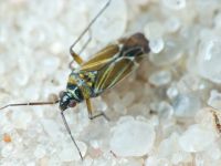 Hoplomachus thunbergii