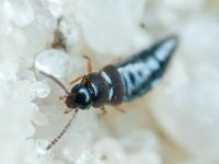Staphylinidae