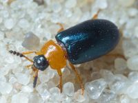 Tetratoma (Tetratoma) fungorum