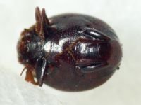 Abraeus