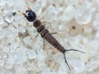 Insecta