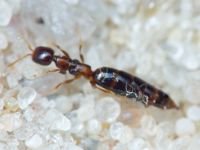 Bethylidae