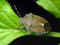 Peribalus strictus vernalis