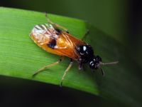Argidae