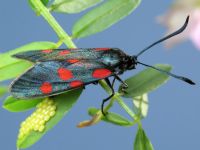Zygaena lonicerae