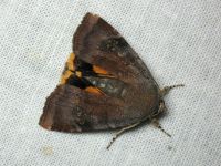 Noctua janthina