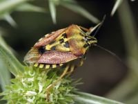 Codophila varia