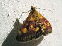 Pyrausta purpuralis
