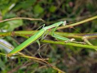 Mantis religiosa