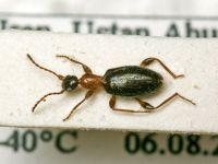 Anthelephila caeruleipennis