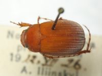 Serica brunnea