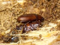 Uloma rufa