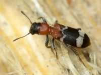 Thanasimus formicarius