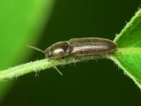 Nothodes parvulus