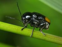 Cryptocephalus (Cryptocephalus) biguttatus