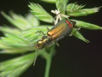 Malachius bipustulatus