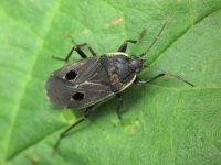 Graptopeltus validus