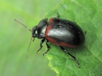 Chrysolina limbata