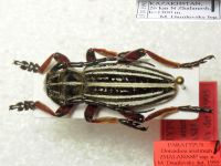 Dorcadion arietinum zhalanash