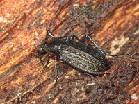 Carabus (Carabus) granulatus