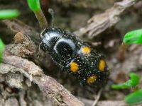Glischrochilus (Librodor) hortensis