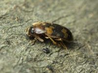 Mycetophagus piceus
