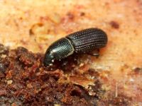 Brachytemnus porcatus