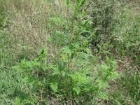 Ambrosia artemisiifolia