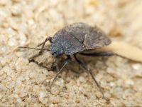 Gonianotus marginepunctatus