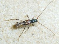 Molorchus minor