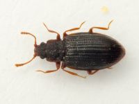 Latridius consimilis