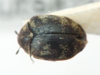 Anthrenus