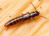 Siagonium quadricorne