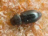 Orthocis lucasi