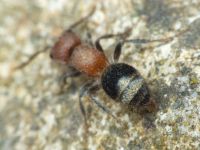 Myrmilla caucasica