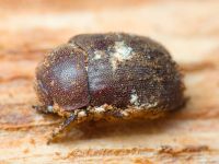 Aesalus scarabaeoides