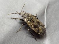 Sphragisticus nebulosus