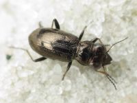 Notiophilus palustris