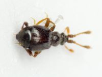 Bryaxis bulbifer